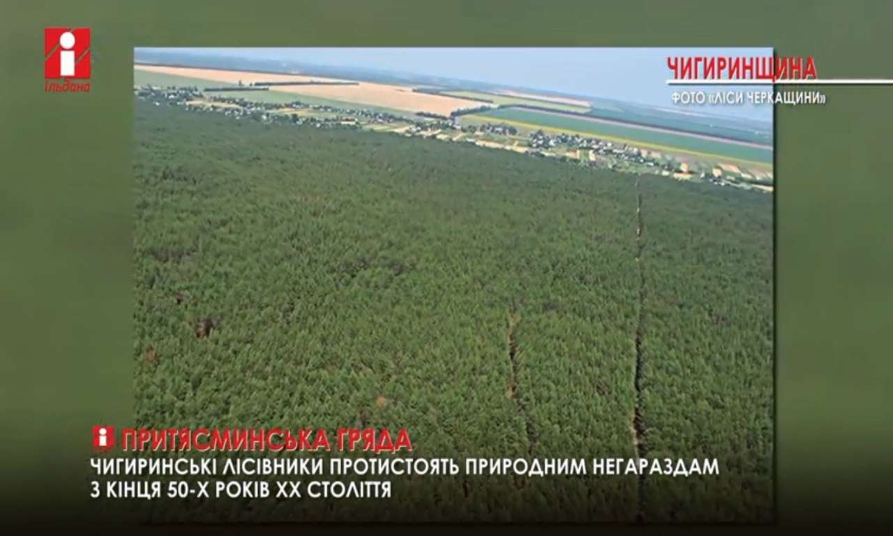 Лісівники Чигиринщини відновили 185 гектарів лісів на Притясминській гряді (ВІДЕО)